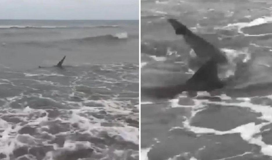 Aparecieron tiburones en Monte Hermoso