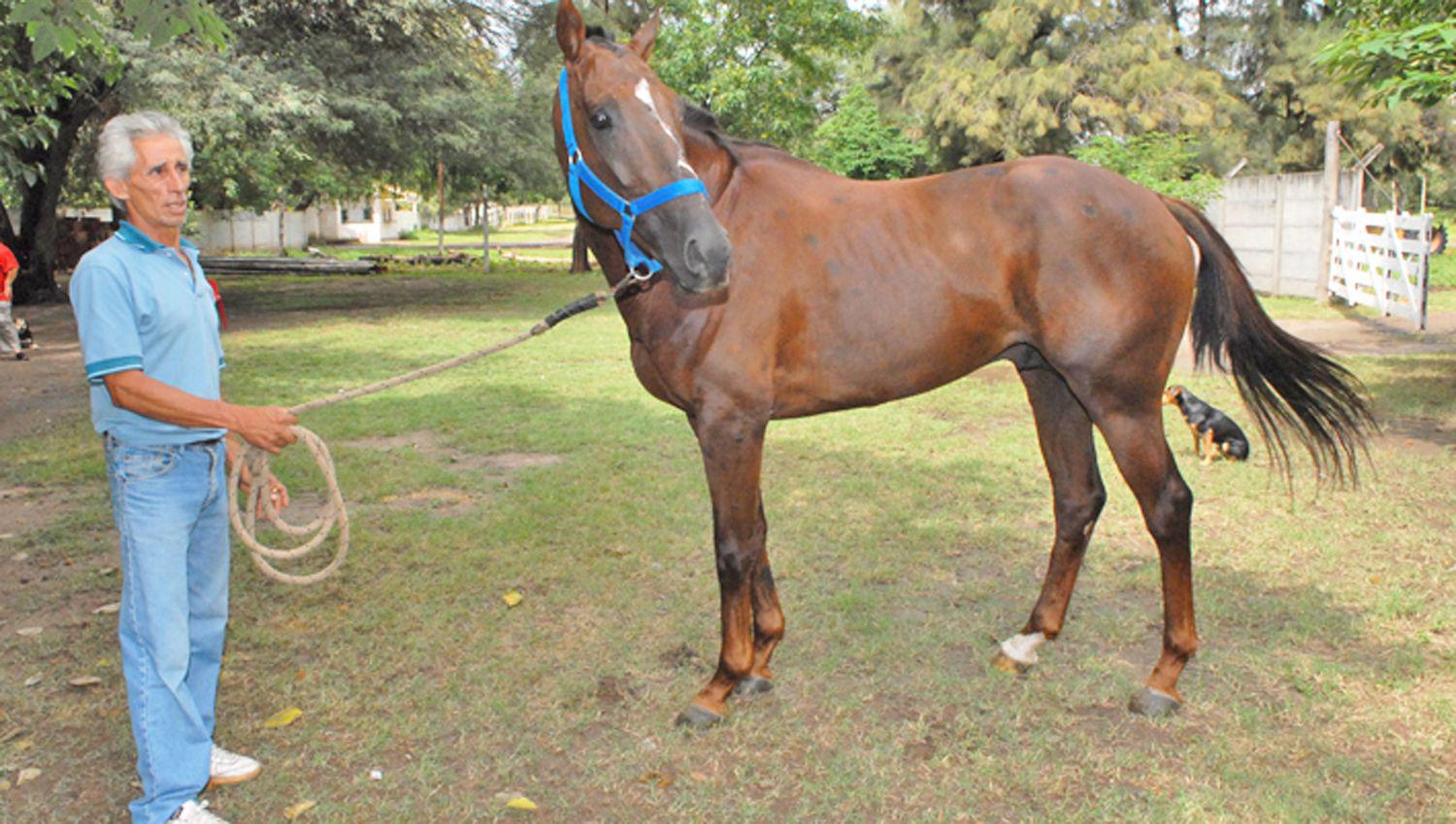 En el Hipoacutedromo 27 de Abril se autorizoacute el vareo de los caballos