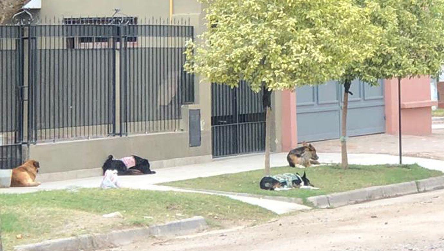 Vecinos del barrio Santa Clara se quejan por la proliferacioacuten de perros en las calles