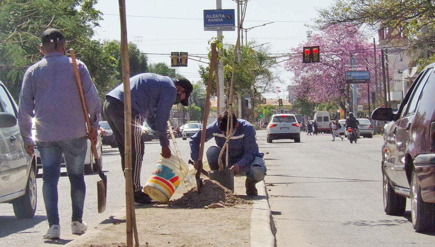 En diferentes espacios p�blicos de la ciudad se colocaron miles de diferentes especies arbóreas