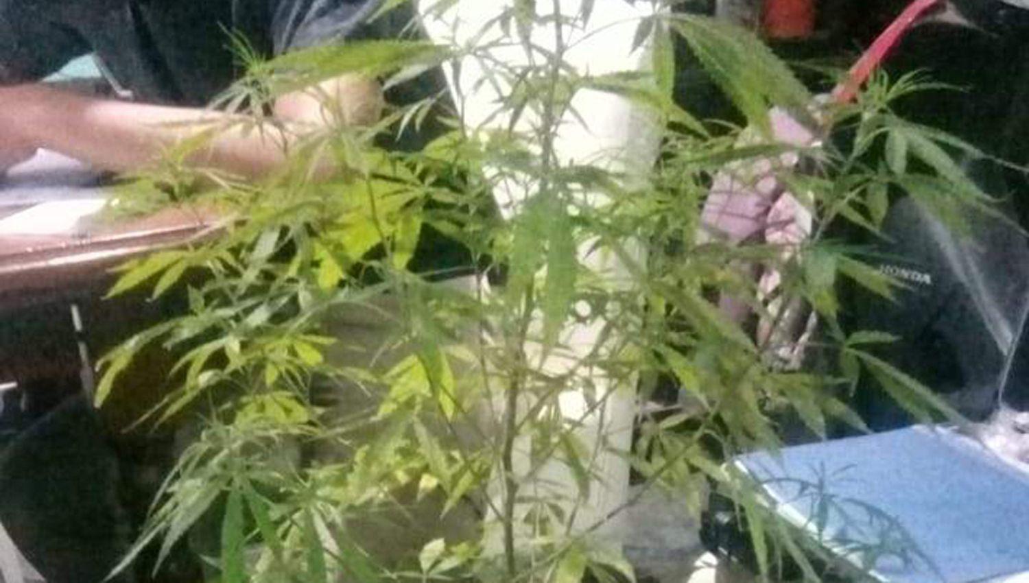 Tenían plantas de marihuana en el interior de la casa