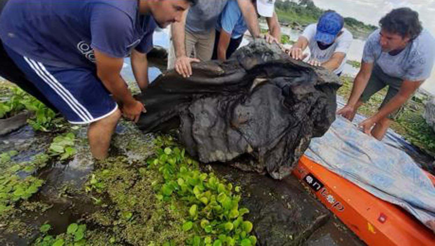 La provincia podriacutea atesorar restos de animales marinos