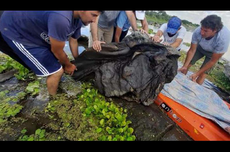 La provincia podriacutea atesorar restos de animales marinos