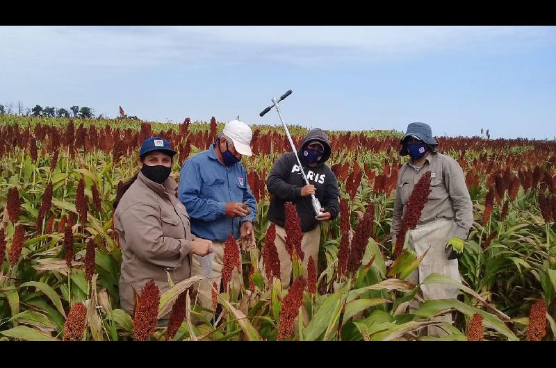 Cosecharon ensayo de sorgo en Colonia El Simbolar