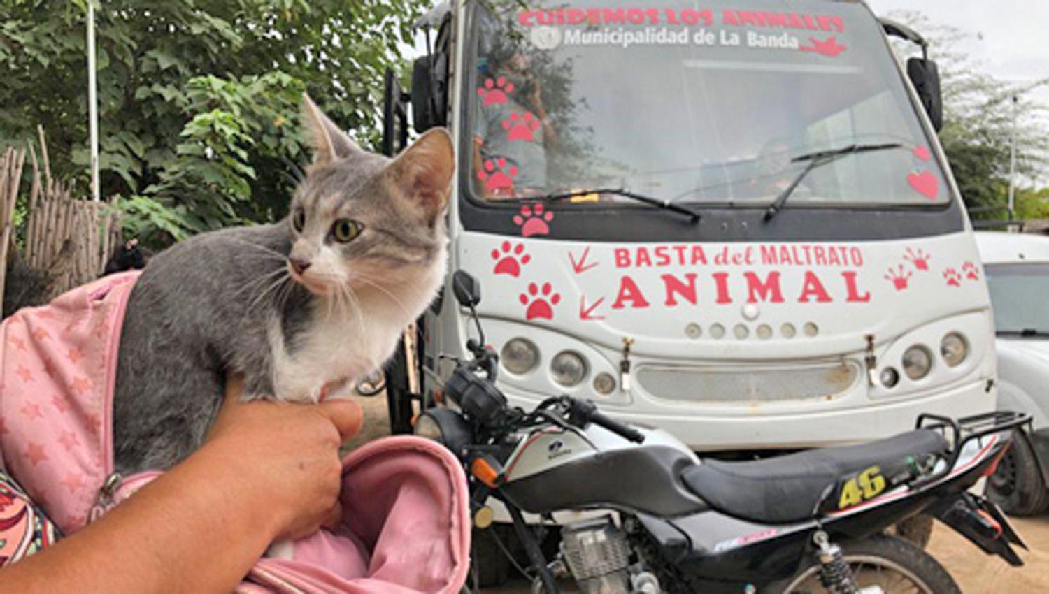 Preocupa la proliferacioacuten de mascotas en la calle y preparan operativos en el Centro de Sanidad Animal