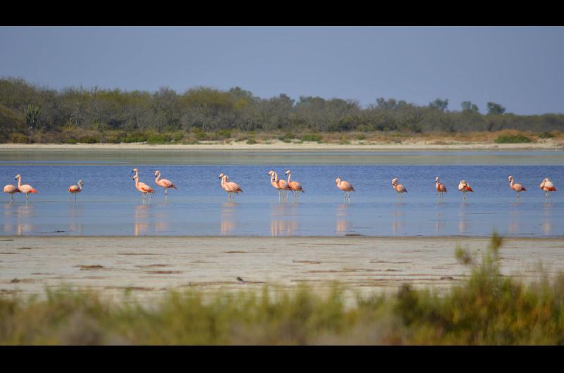 Detectan en Santiago 387 especies de aves y 51 de ellas son nuevas