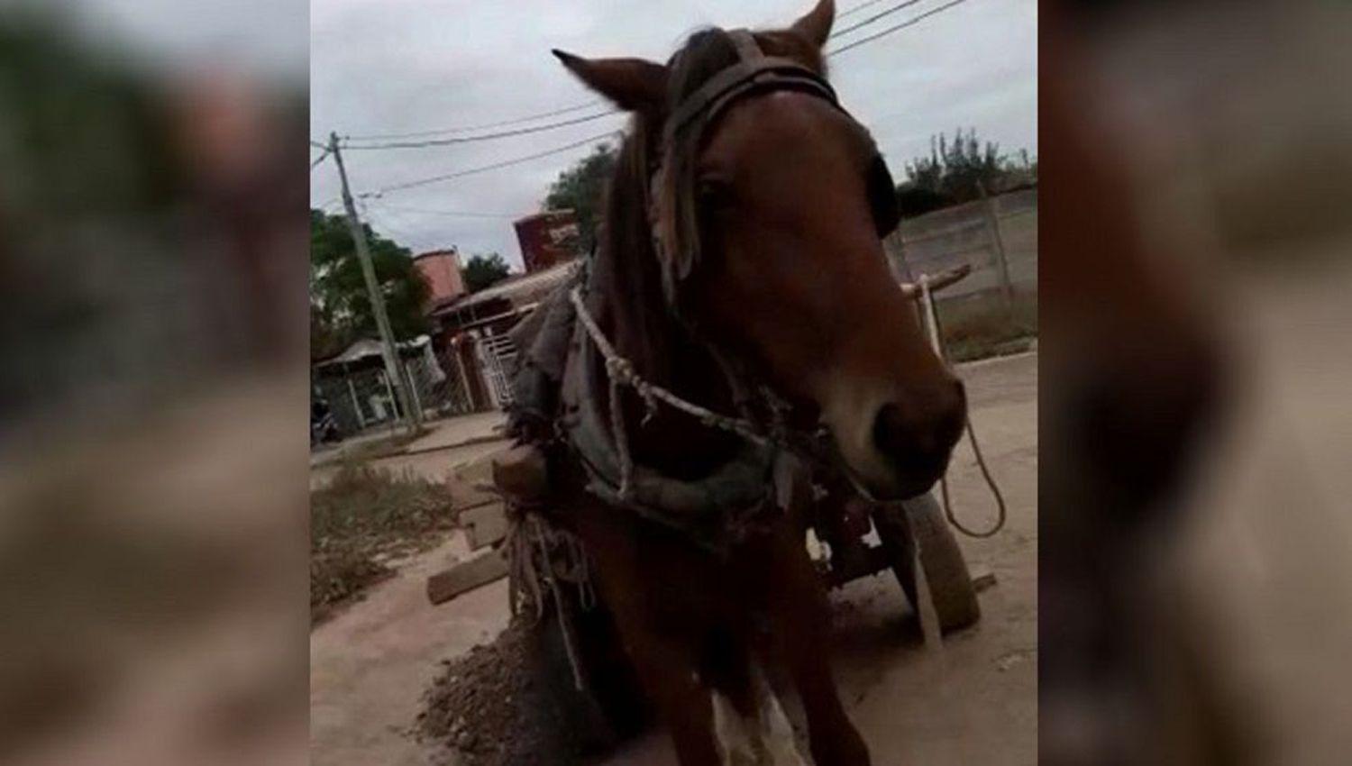 Rescataron a un caballo que era golpeado por no poder mover la pesada carga