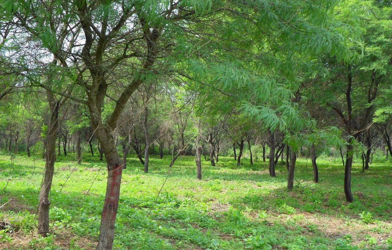 Invitan al seminario Diacutea Mundial del Ambiente este mes