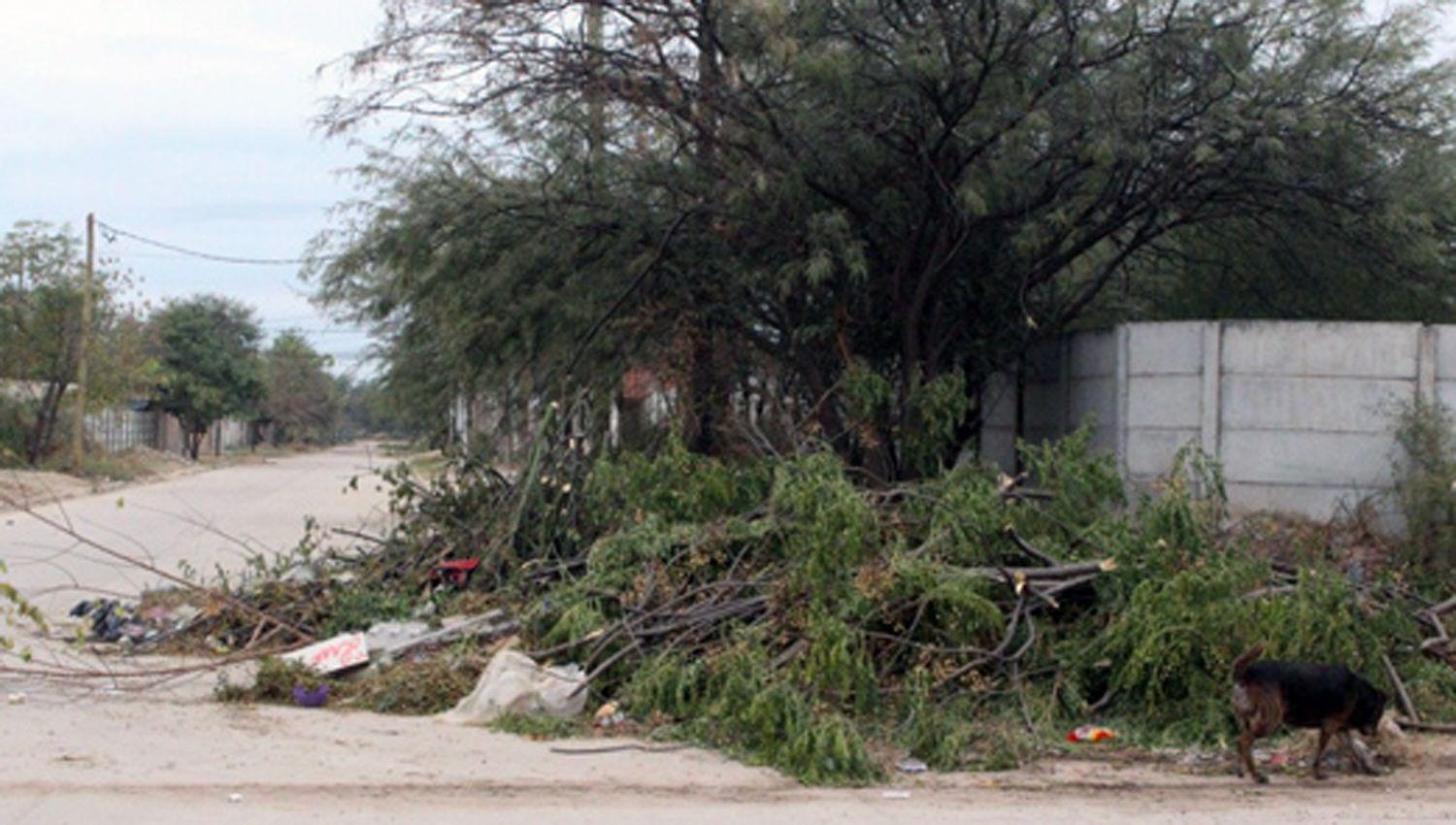 Las podas indiscriminadas dañan la planta y generan basurales