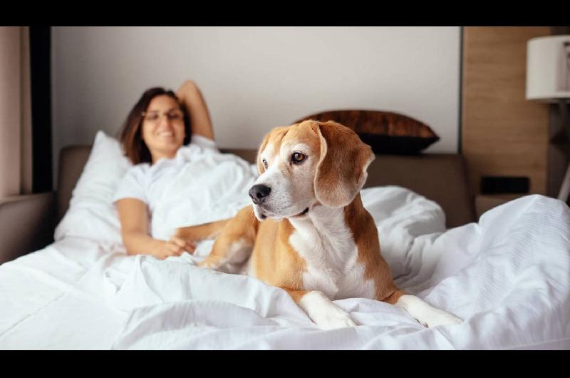 Compartir la cama con perros puede ser peligroso