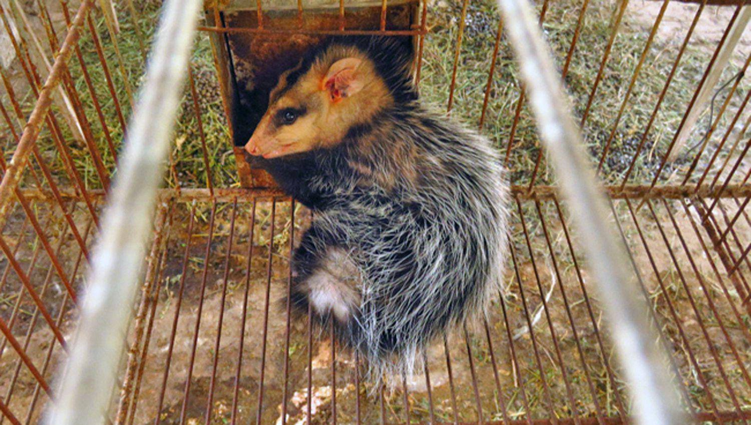 El animal fue ubicado en el bosque chaqueño semir�rido