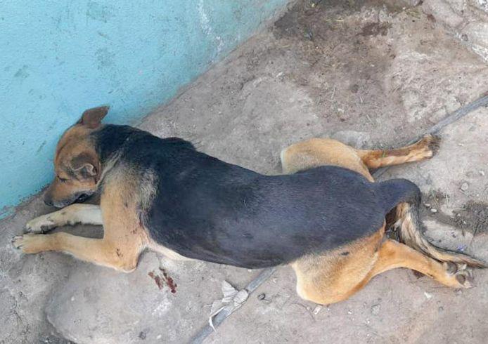 Teacutecnico confesoacute que matoacute al perro de la vecina por bronca