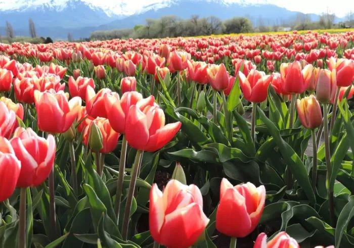 Florecioacute el increiacuteble campo de tulipanes en Trevelin- coacutemo es la excursioacuten maacutes original de la Patagonia en primavera