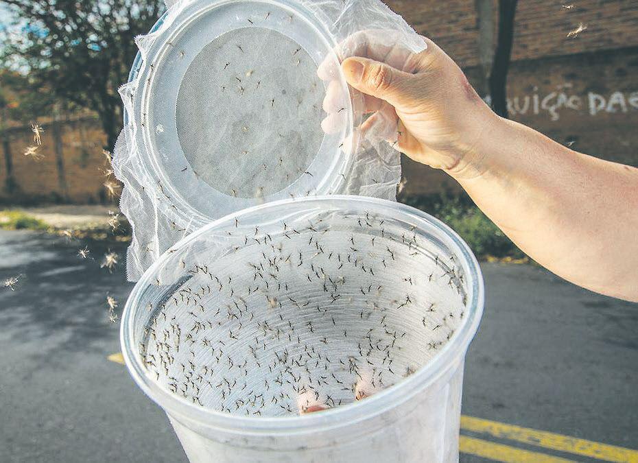 La elevada temperatura de esta eacutepoca originoacute una invasioacuten de mosquitos en nuestra ciudad