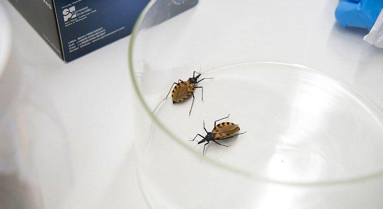 Santiago del Estero registroacute solo un caso de Chagas en los uacuteltimos 5 antildeos