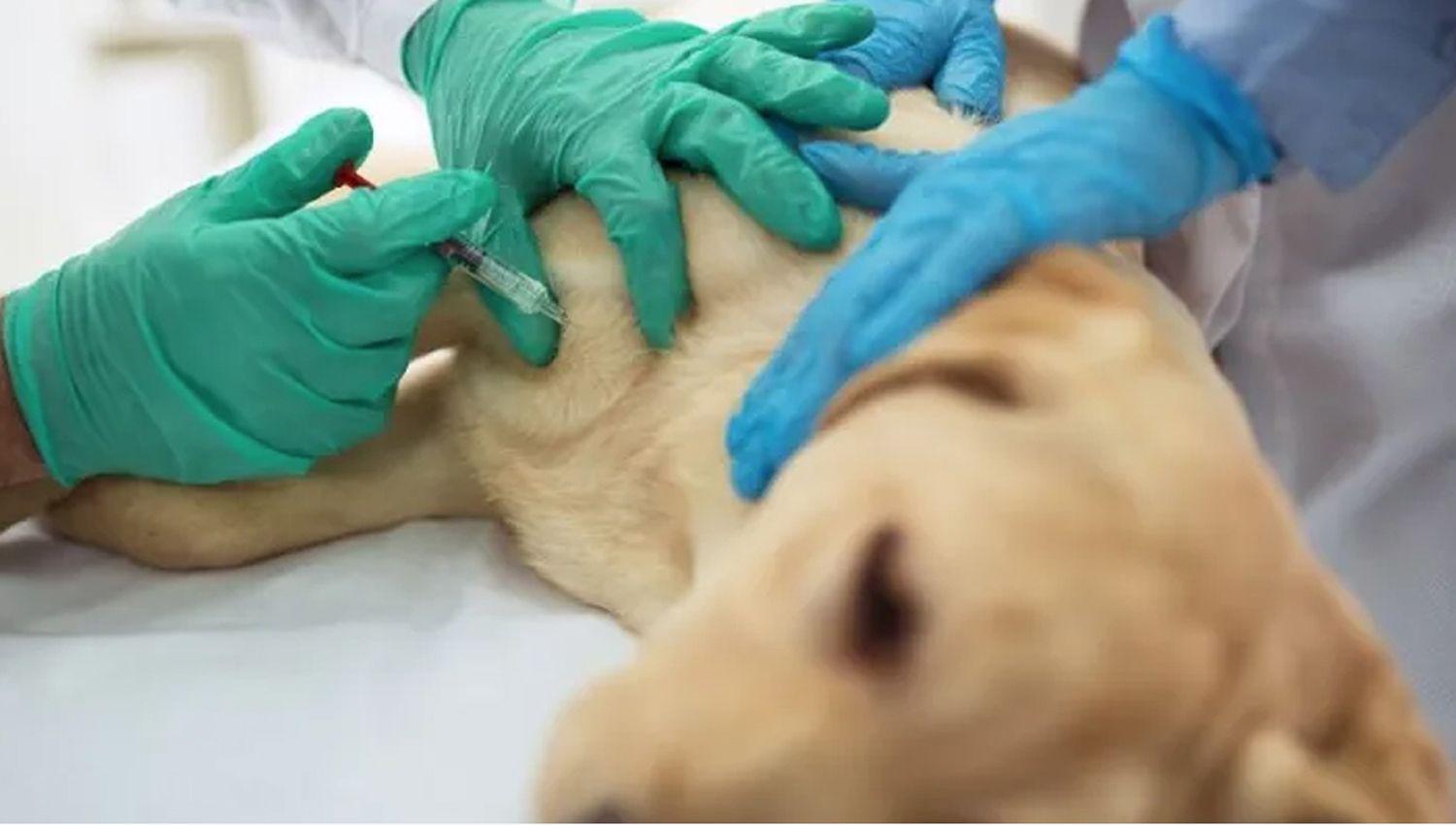 Un chico eligioacute pagarle el veterinario a su perro antes que una operacioacuten a su madre