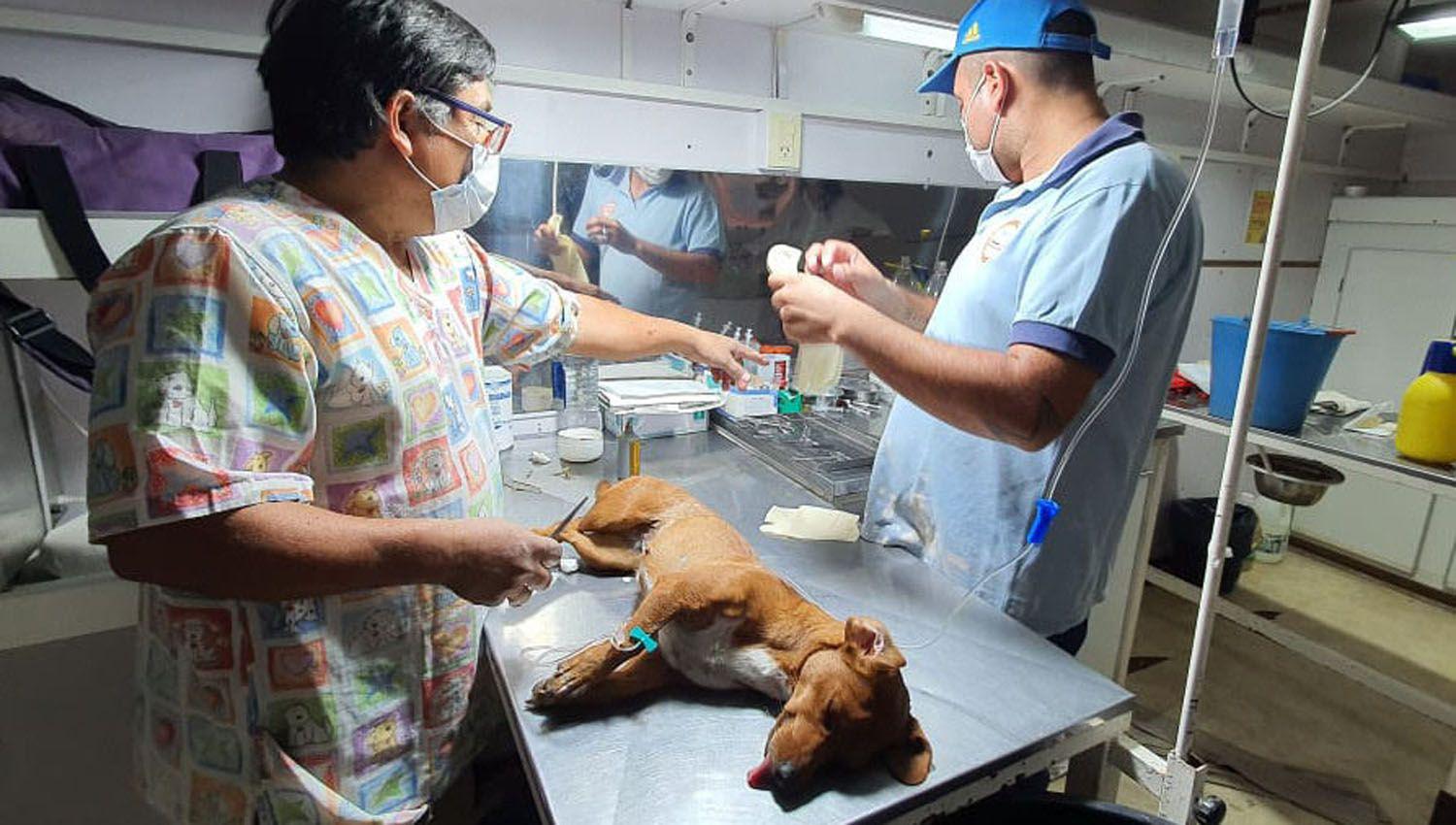 Se puso en marcha la campantildea de castracioacuten de mascotas en Las Termas