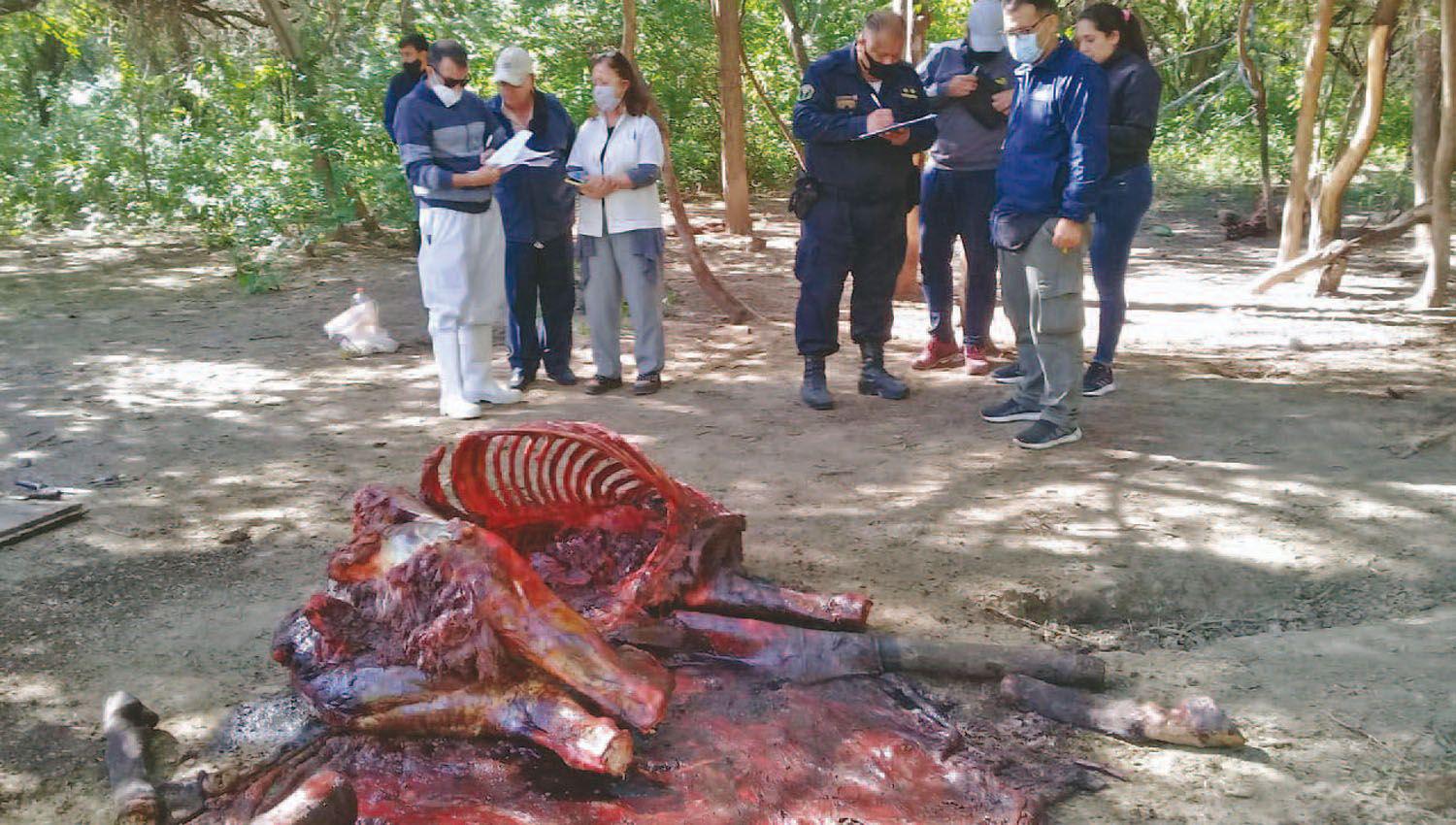 Encuentran mataderos ilegales con carne de caballo armas y droga