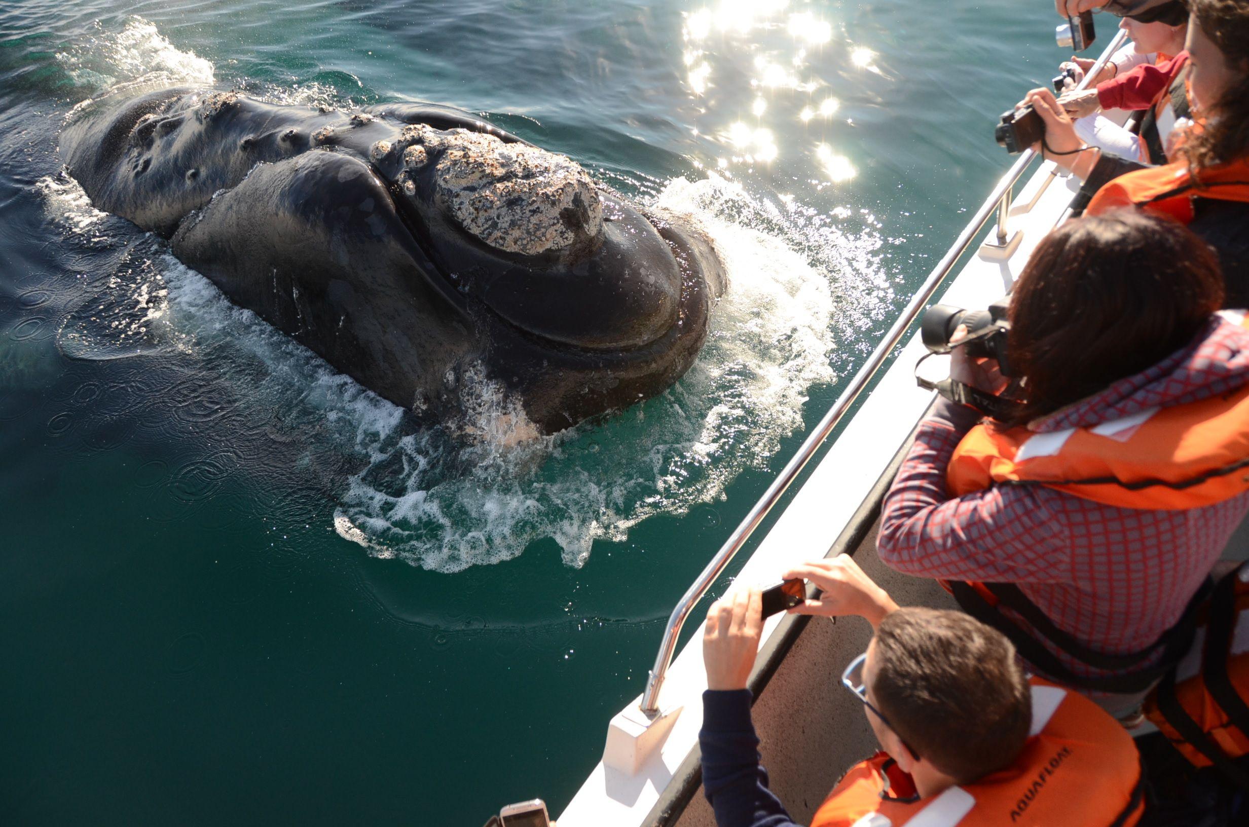 Vacaciones de invierno en Puerto Madryn- avistaje de ballenas nadar con lobos y las mejores excursiones