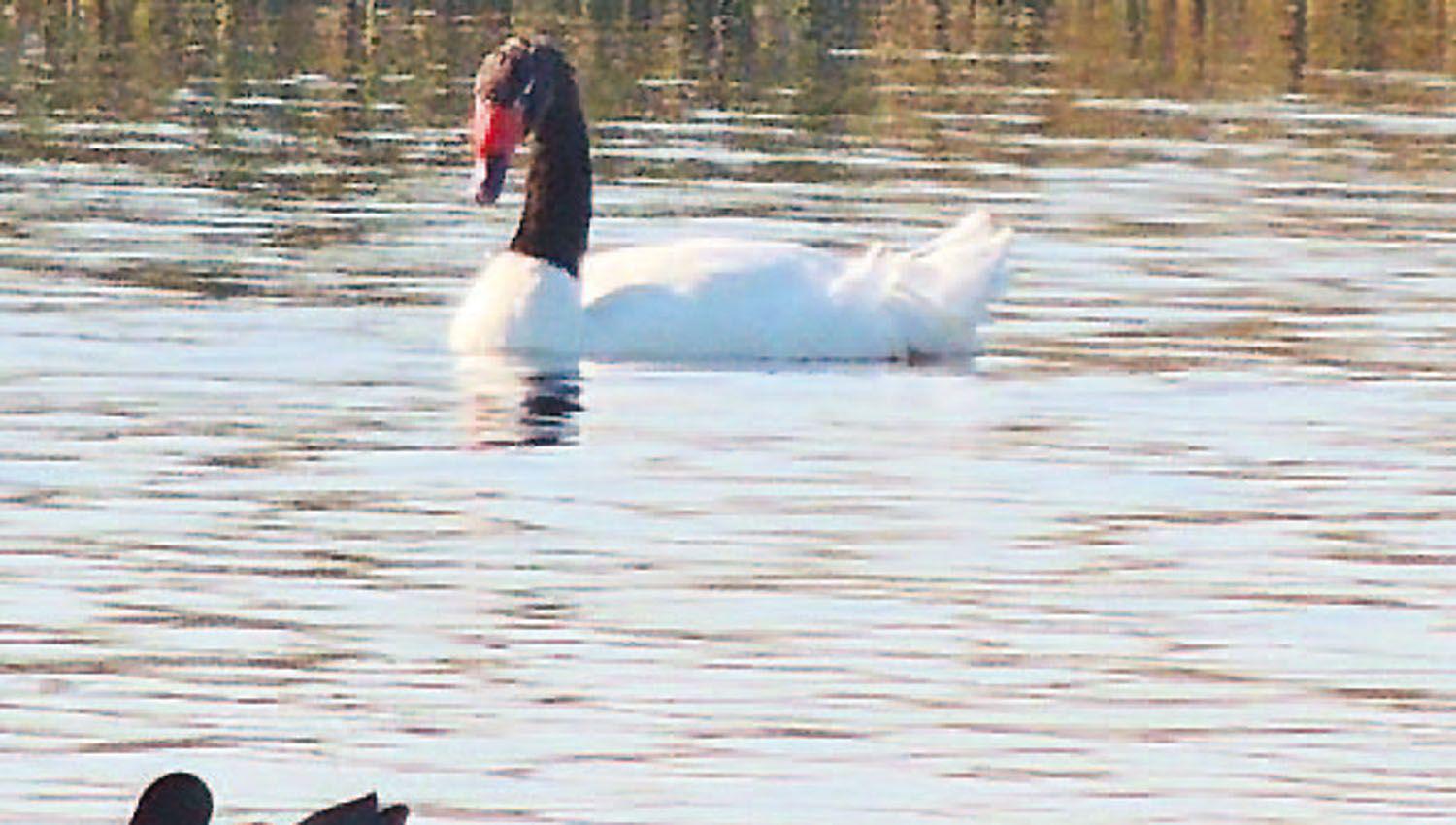 Fotografiaron cuatro cisnes cuello negro en Los Quiroga