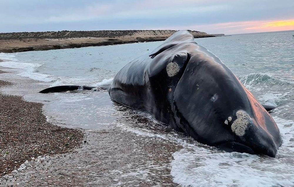 Revelan cuaacutel fue la causa de la muerte de maacutes de 30 ballenas en la Peniacutensula Valdeacutes