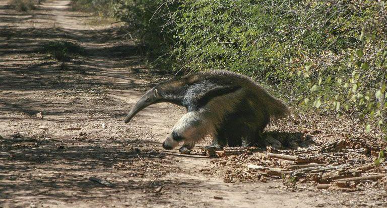 El intenso calor provoca migraciones y muerte de algunas especies del Parque Nacional Copo