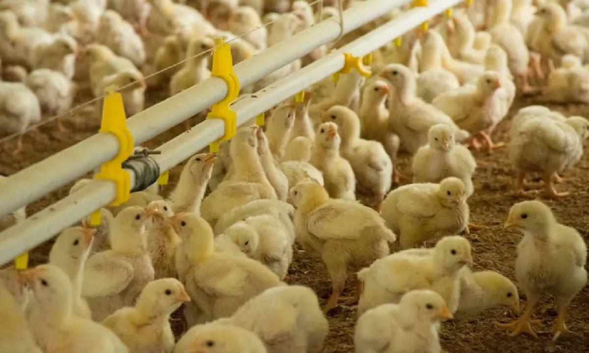 Detectan nuevos casos de gripe aviar en Santa Fe y piden reforzar las medidas de bioseguridad
