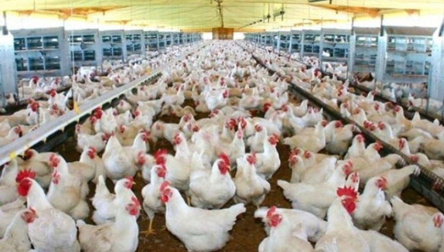 Sacrificaraacuten gallinas por el primer caso de gripe aviar en Santiago