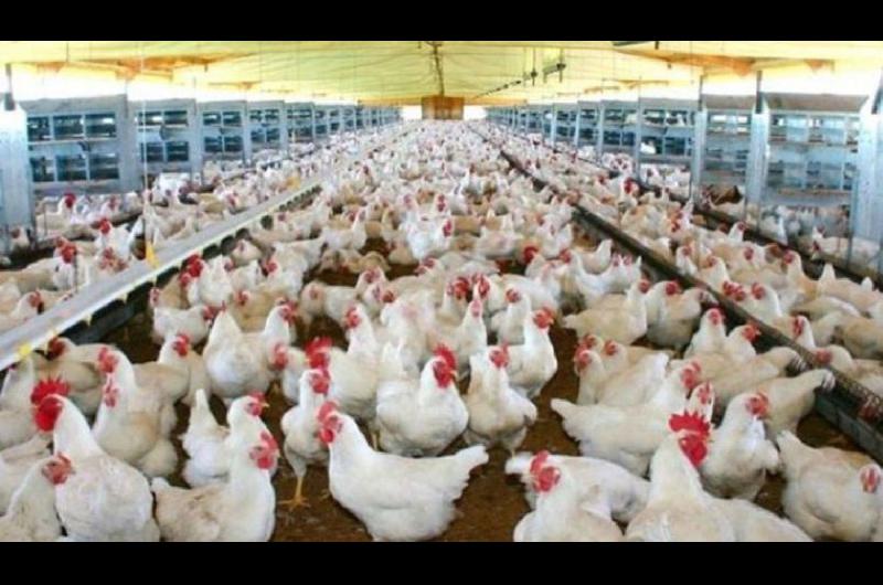 Sacrificaraacuten gallinas por el primer caso de gripe aviar en Santiago
