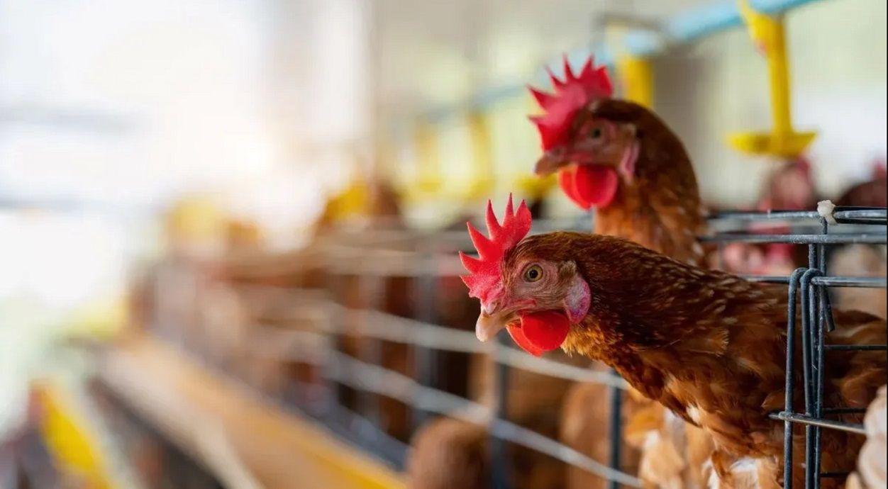 Preocupacioacuten por la gripe aviar- maacutes de 20 mil gallinas murieron en una granja