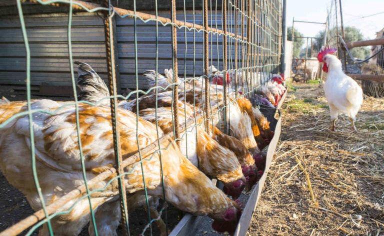 Gripe aviar- murieron maacutes de 200000 gallinas y ya se reportan casos en 10 provincias