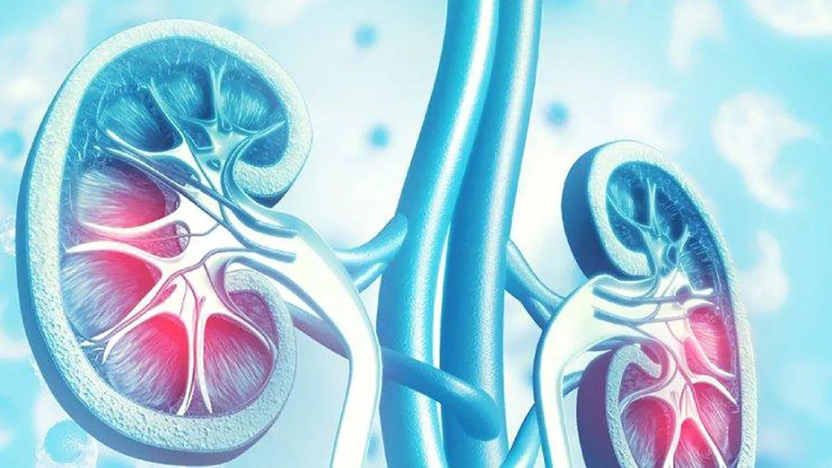 En Argentina casi 500000 personas padecen enfermedad renal croacutenica y aun no lo saben