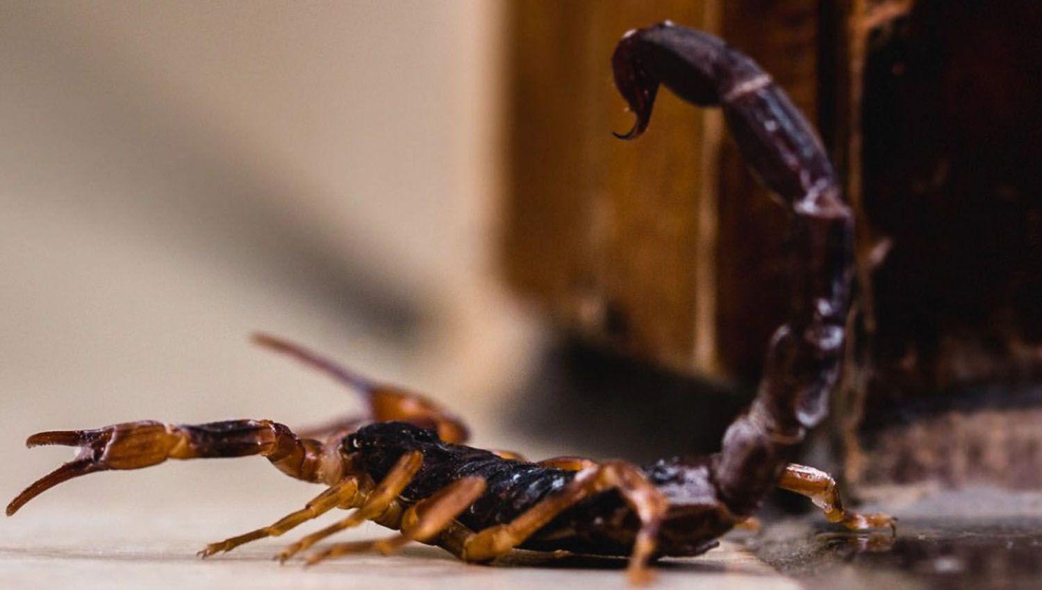Aseguran que la higiene en el hogar es la mejor arma contra escorpiones e insectos venenosos
