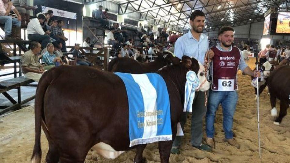 Una ternera de la cabantildea santiaguentildea Doble Zeta campeona en Corrientes