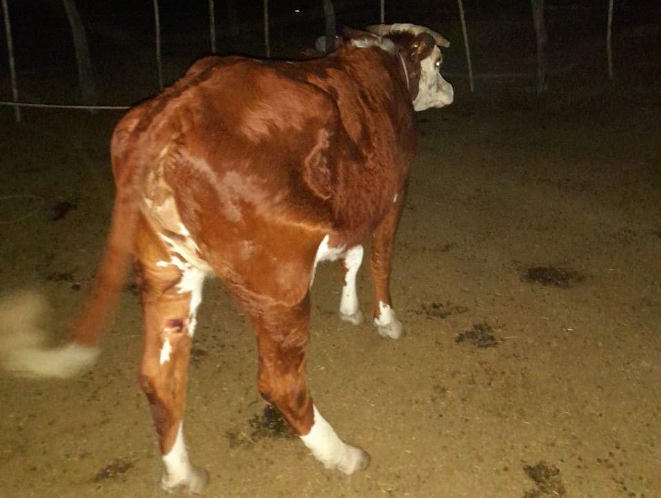 La Policiacutea rescata una vaca y detiene a un joven por el delito de abigeato