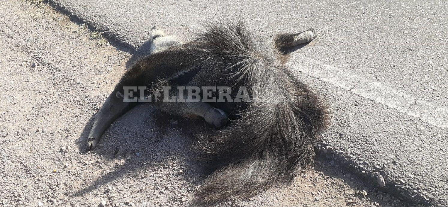 Aparecioacute muerto un ejemplar de Oso Hormiguero a 10 km de Quimiliacute- lo habriacutean chocado