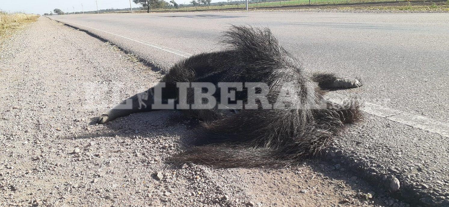 Aparecioacute muerto un ejemplar de Oso Hormiguero a 10 km de Quimiliacute- lo habriacutean chocado