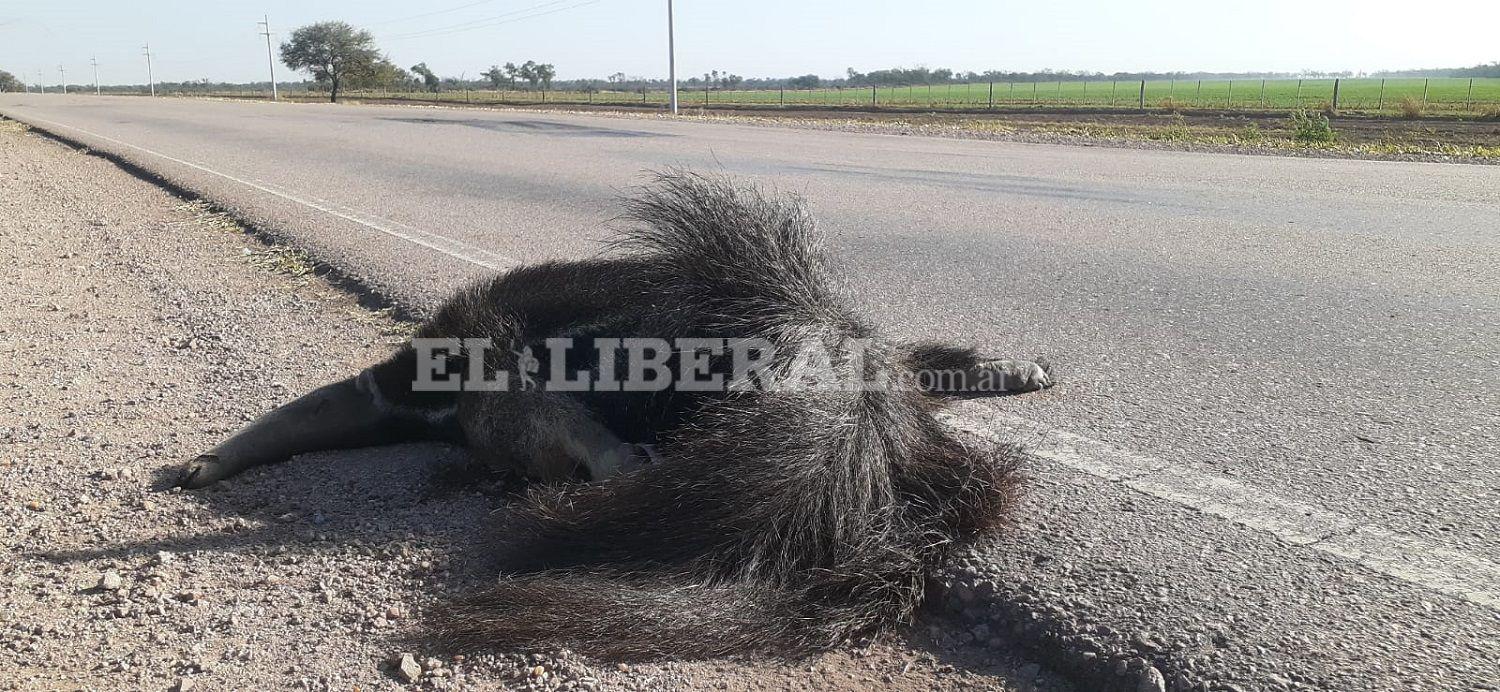 Aparecioacute muerto un ejemplar de Oso Hormiguero a 10 km de Quimiliacute- lo habriacutean chocado