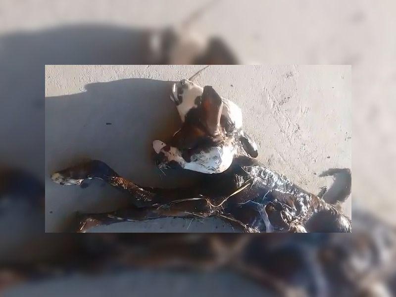 VIDEO- El espeluznante caso del animal con malformacioacuten en el campo santiaguentildeo