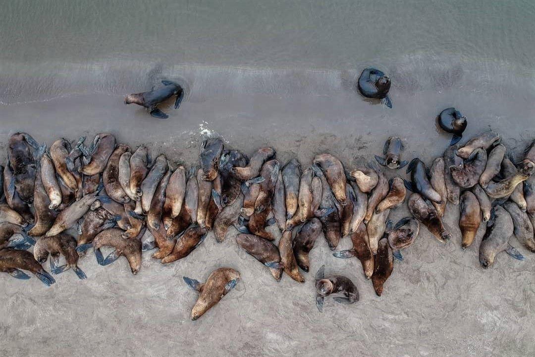 Impactante- muere una decena de lobos marinos e investigan si fue por un brote de influenza aviar