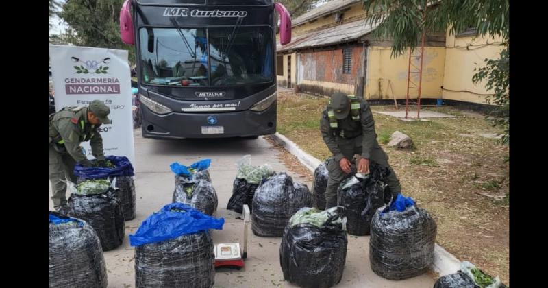 DECOMISO Los gendarmes incautaron la sustancia vegetal