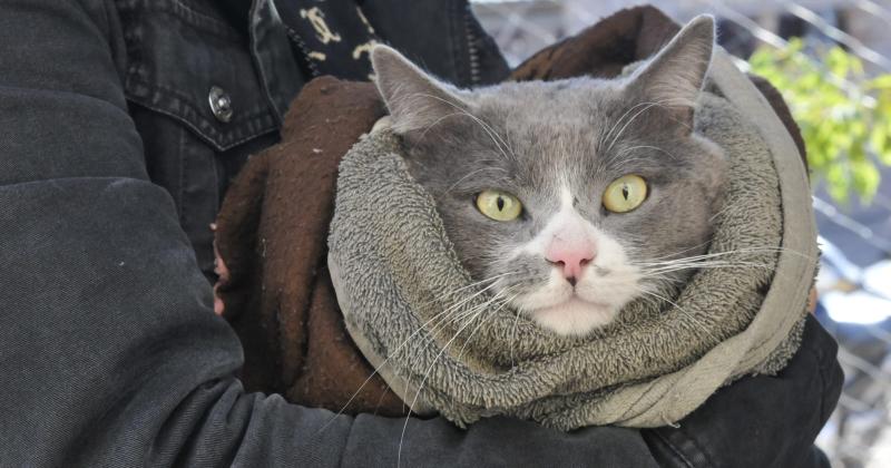 El municipio de Fernaacutendez cuida a las mascotas