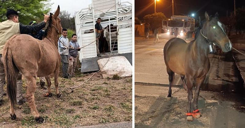 La policiacutea secuestra animales sueltos en rutas santiaguentildeas