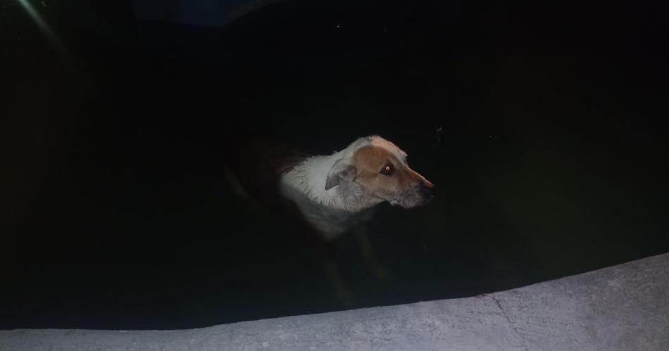 Emotivo rescate de un perrito que habiacutea caiacutedo en la fuente de la Plaza Libertad
