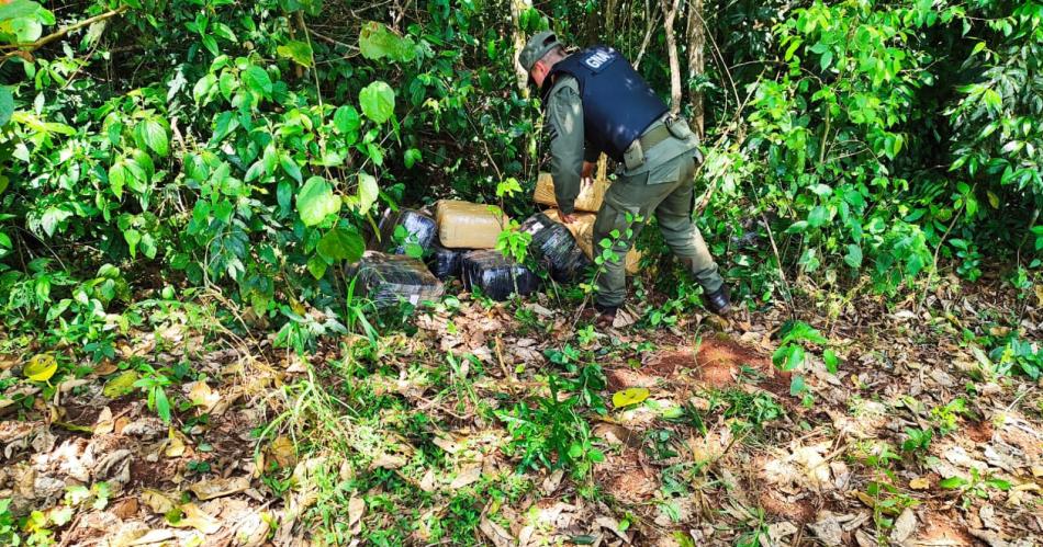 Misterio- gendarmes encuentran 251 kilos de marihuana entre la maleza