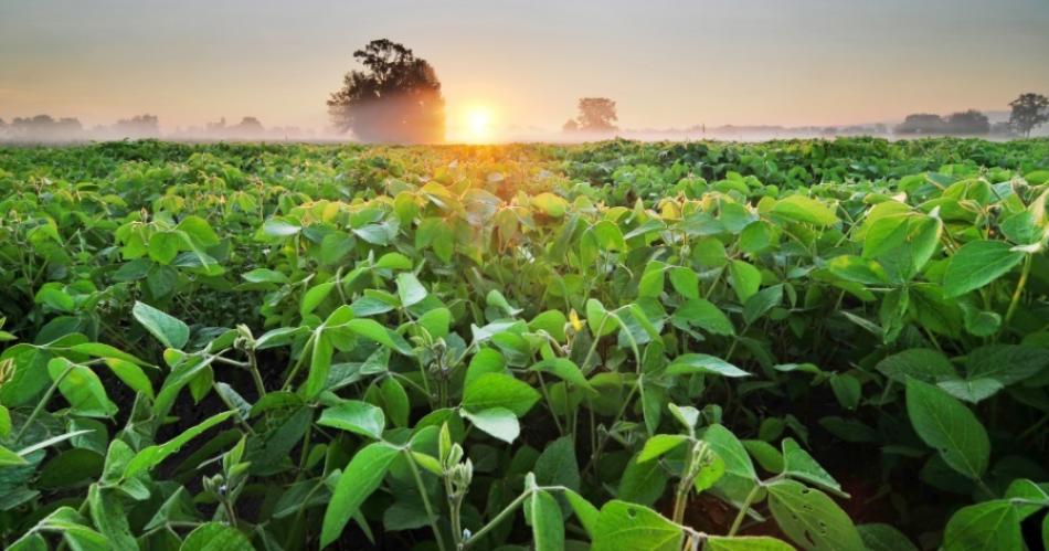 Impulsan el programa Pro-Carbono por una agricultura sustentable 