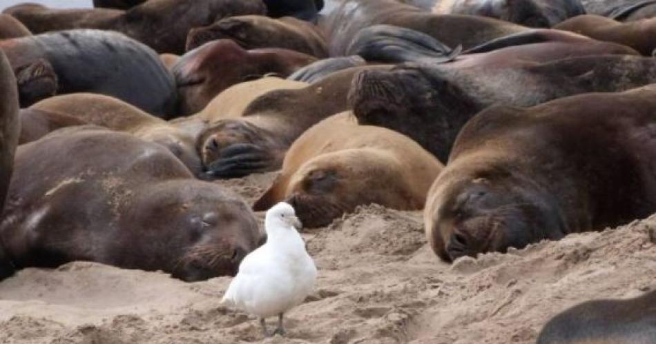 Aparecen 1200 lobos marinos muertos por gripe aviar en las costas de Riacuteo Negro