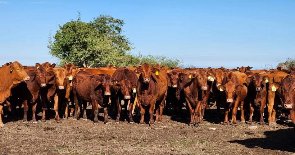 Santiago crece en produccioacuten venta y distribucioacuten ganadera