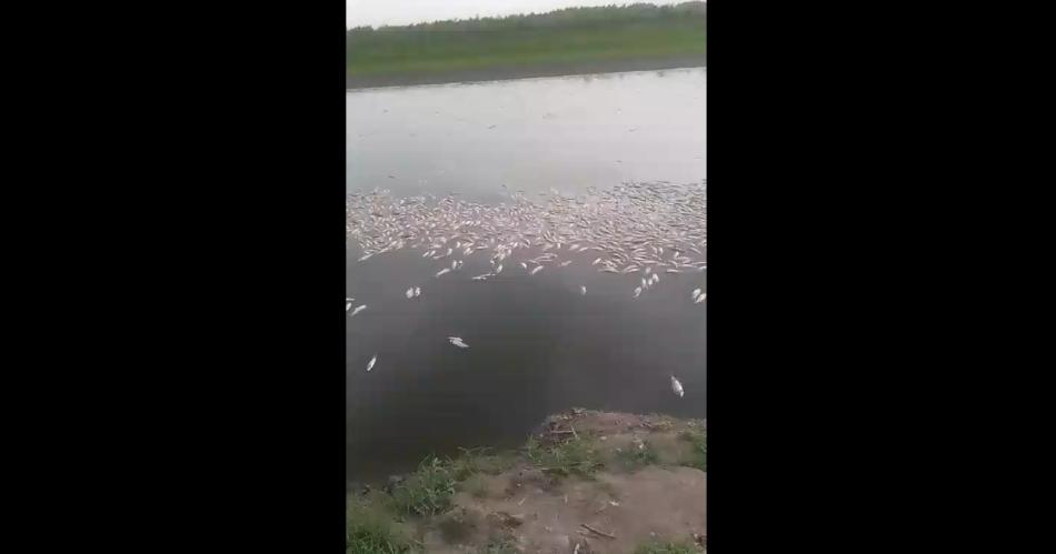 BRUTAL VIDEO  Detectan gran mortandad de peces en el Riacuteo Saliacute