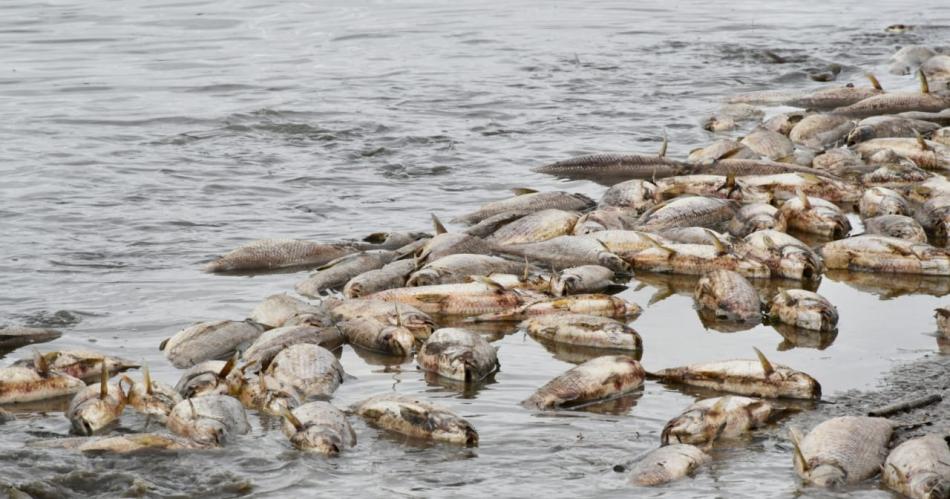 Iniciaraacuten acciones penales por la mortandad de peces en el embalse de Riacuteo Hondo